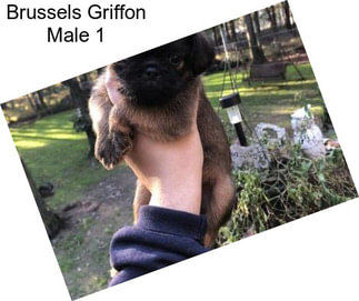 Brussels Griffon Male 1