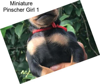 Miniature Pinscher Girl 1