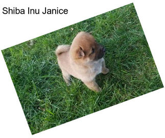 Shiba Inu Janice