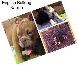 English Bulldog Karma