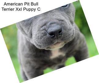 American Pit Bull Terrier Xxl Puppy C