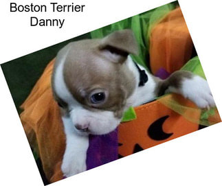 Boston Terrier Danny