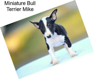 Miniature Bull Terrier Mike