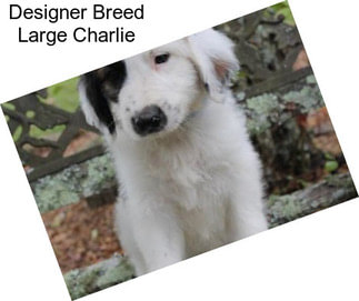 Designer Breed Large Charlie