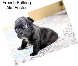 French Bulldog Akc Foster