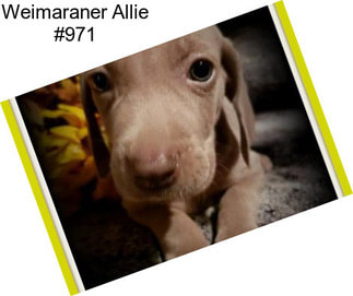 Weimaraner Allie #971