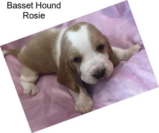 Basset Hound Rosie