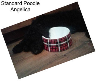 Standard Poodle Angelica