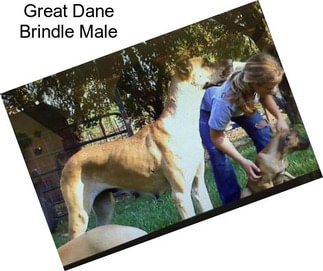 Great Dane Brindle Male