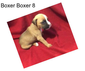 Boxer Boxer 8
