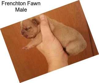 Frenchton Fawn Male