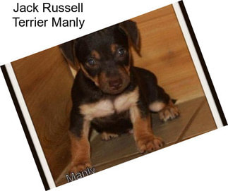 Jack Russell Terrier Manly