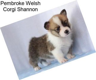 Pembroke Welsh Corgi Shannon