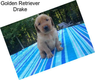 Golden Retriever Drake
