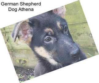 German Shepherd Dog Athena