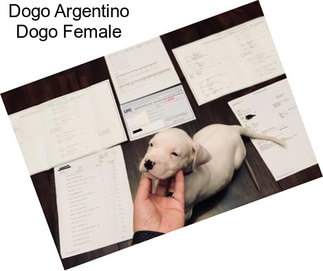 Dogo Argentino Dogo Female