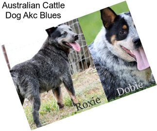 Australian Cattle Dog Akc Blues