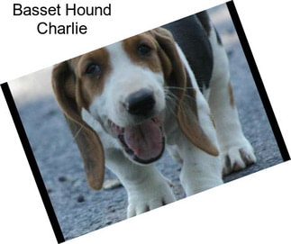 Basset Hound Charlie