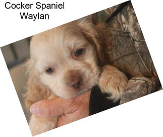 Cocker Spaniel Waylan