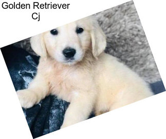 Golden Retriever Cj