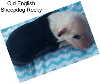 Old English Sheepdog Rocky