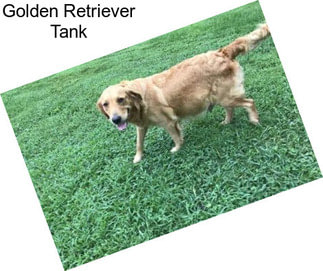 Golden Retriever Tank