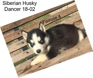 Siberian Husky Dancer 18-02