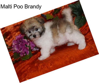 Malti Poo Brandy