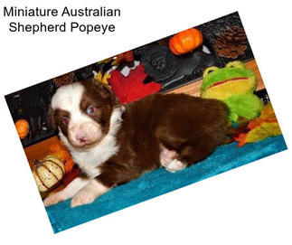 Miniature Australian Shepherd Popeye