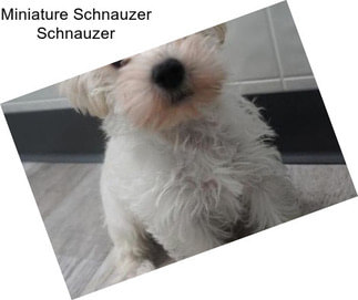 Miniature Schnauzer Schnauzer