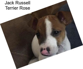 Jack Russell Terrier Rose