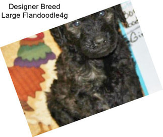 Designer Breed Large Flandoodle4g