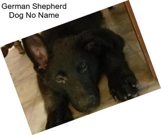 German Shepherd Dog No Name