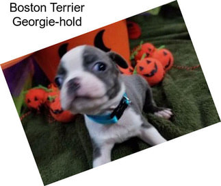 Boston Terrier Georgie-hold