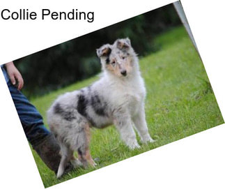 Collie Pending