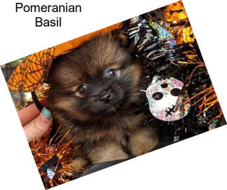 Pomeranian Basil