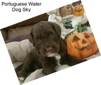 Portuguese Water Dog Sky