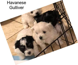 Havanese Gulliver