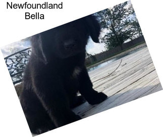 Newfoundland Bella