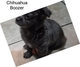 Chihuahua Boozer