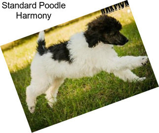 Standard Poodle Harmony