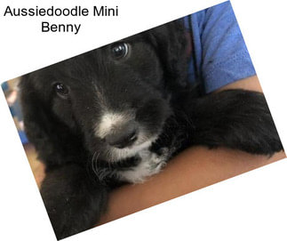 Aussiedoodle Mini Benny