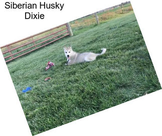 Siberian Husky Dixie