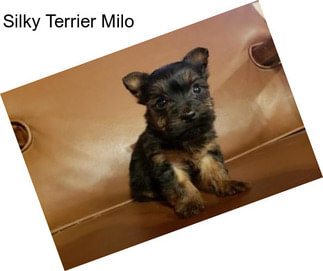 Silky Terrier Milo