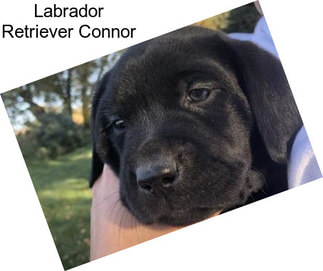 Labrador Retriever Connor