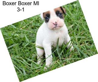 Boxer Boxer Ml 3-1