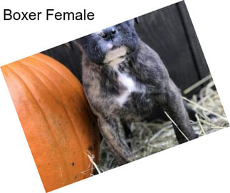Boxer Female