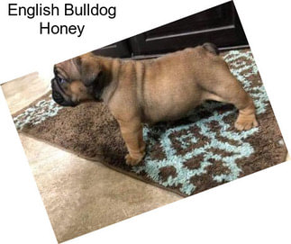English Bulldog Honey