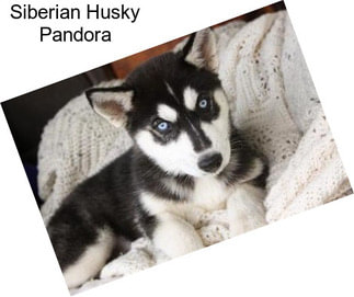 Siberian Husky Pandora