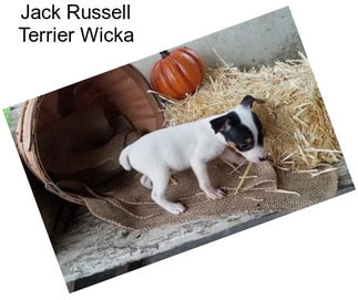 Jack Russell Terrier Wicka